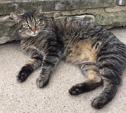 Lost Male Cat last seen Nebraska St. and Oak St. South of Rt 38 near Malone's Funeral Home, Geneva, IL 60134