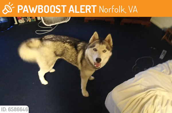 Found/Stray Female Dog last seen New st, Norfolk, VA 23513