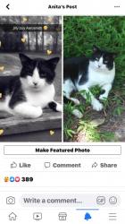 Lost Male Cat last seen Louisburg elementary school , Louisburg, NC 27549