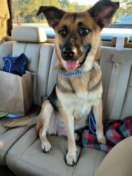 Reunited Female Dog last seen Ashland Ave. And Nine Mile Road next to Fishbein Orthodontics, Pensacola, FL 32534