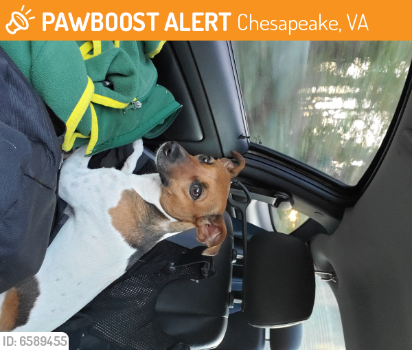 Found/Stray Female Dog last seen Benefit rd, Chesapeake, VA 23322