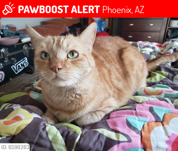 Lost Female Cat last seen 43rd ave and union Hills, Phoenix, AZ 85308
