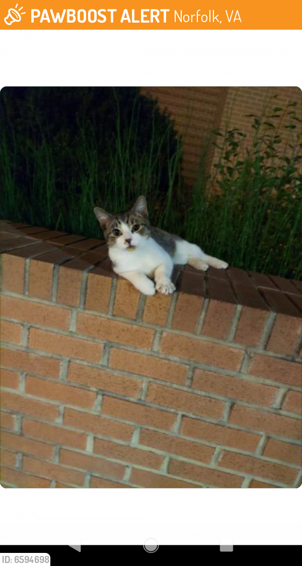 Found/Stray Unknown Cat last seen Broderick dining hall odu, Norfolk, VA 23508
