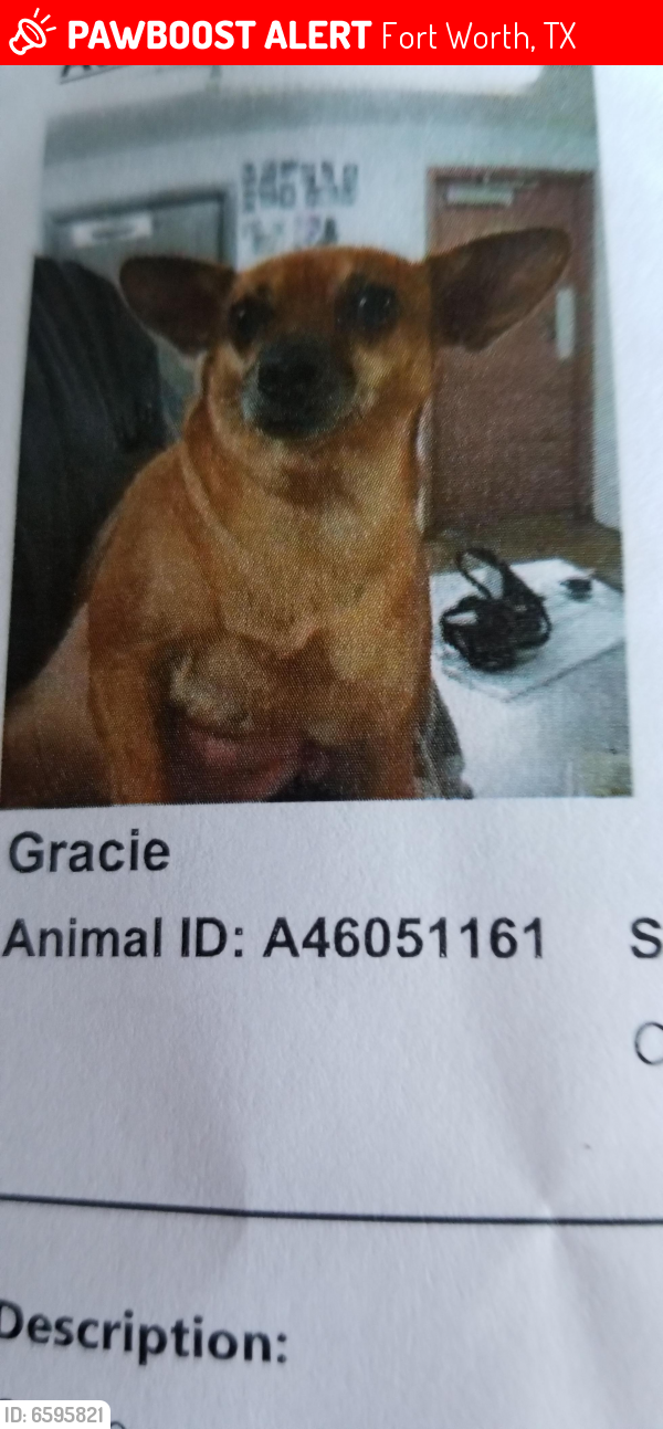Lost Female Dog last seen Hanley , Fort Worth, TX 76112