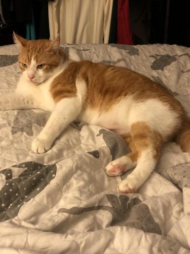 Lost Male Cat last seen College St at High St, McEwen, TN 37101
