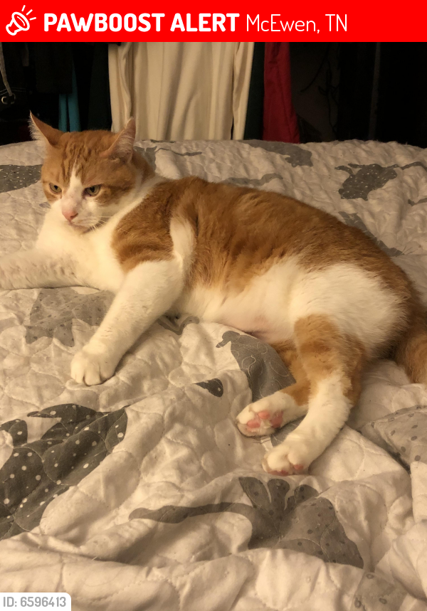 Lost Male Cat last seen College St at High St, McEwen, TN 37101