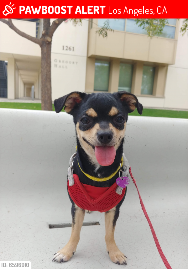 Lost Female Dog last seen 1st St. & N. Chicago St., Los Angeles, CA 90033