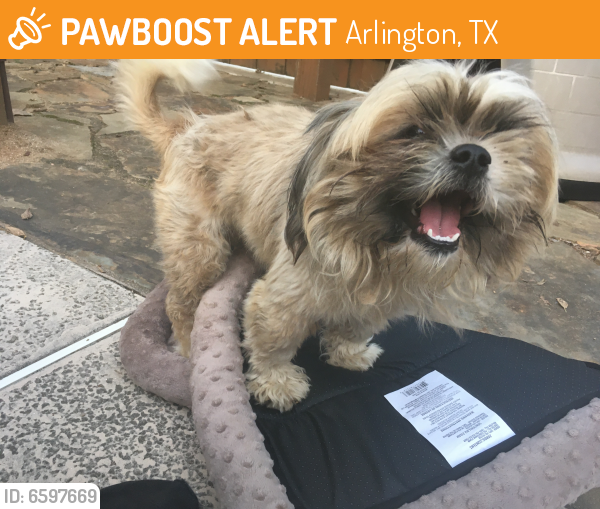 Found/Stray Male Dog last seen Jefferson and Sanford, Arlington, TX 76012