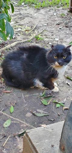 Lost Male Cat last seen Nestling Cir & E. Taron, Elk Grove, CA 95757