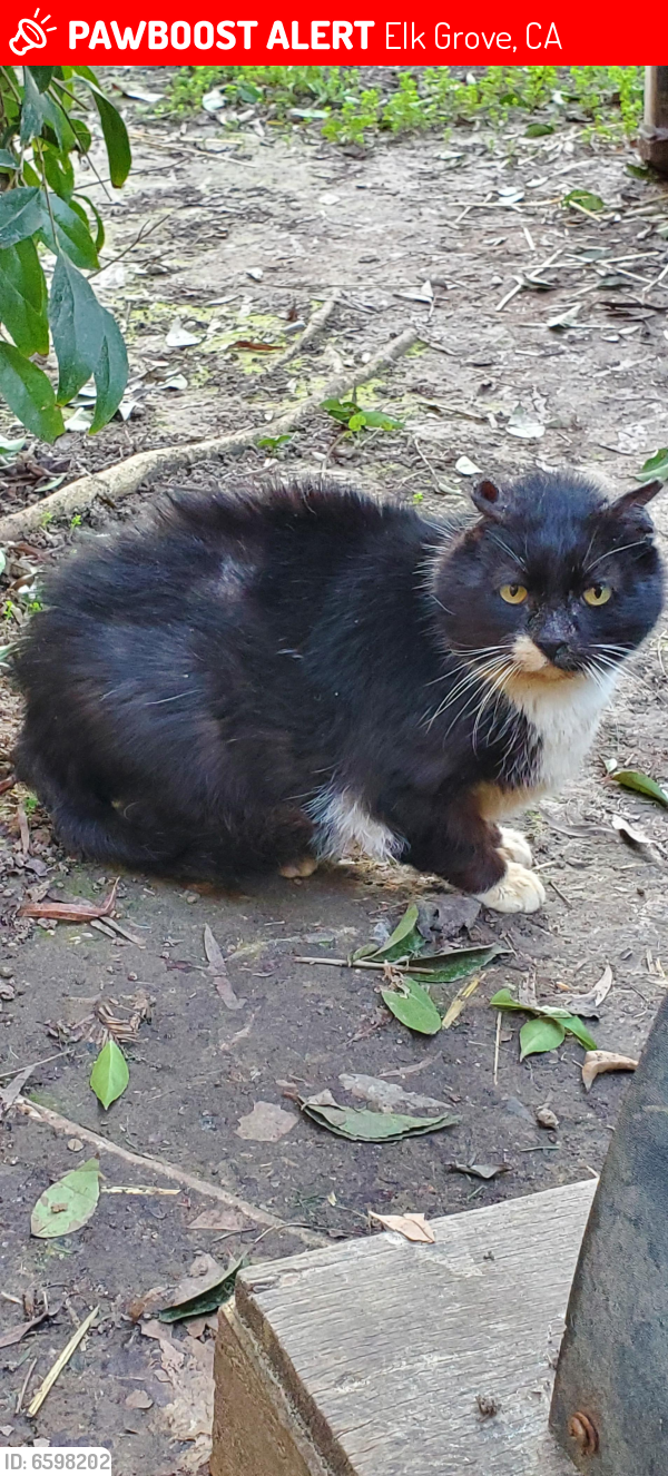 Lost Male Cat last seen Nestling Cir & E. Taron, Elk Grove, CA 95757