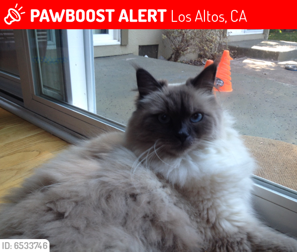 Lost Female Cat last seen Gordon way, Los Altos, CA 94022
