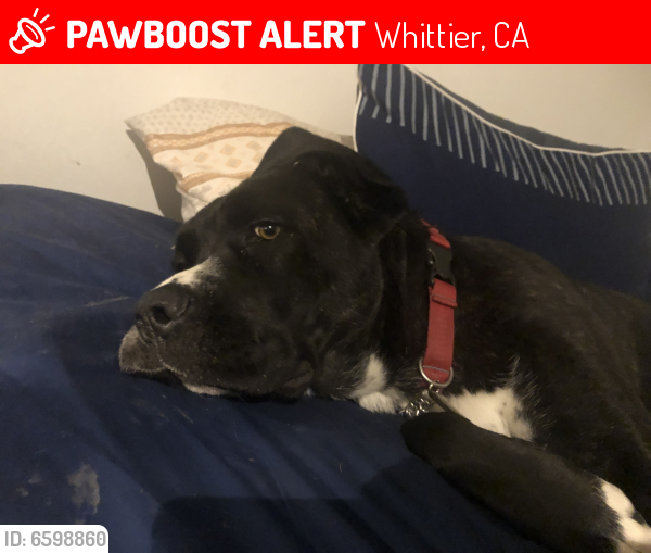 Lost Female Dog last seen Beverly and pioneer, Whittier, CA 90606
