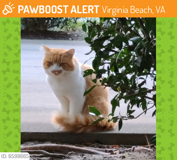 Rehomed Unknown Cat last seen South Plaza Trail and Princess Anne  23462, Virginia Beach, VA 23462