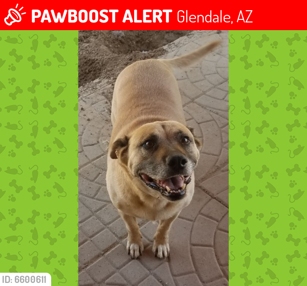 Lost Male Dog last seen 47th Ave and Glendale, Glendale, AZ 85301