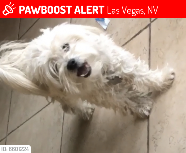 Lost Male Dog last seen Mt. Hood and Lake Mead, Las Vegas, NV 89156