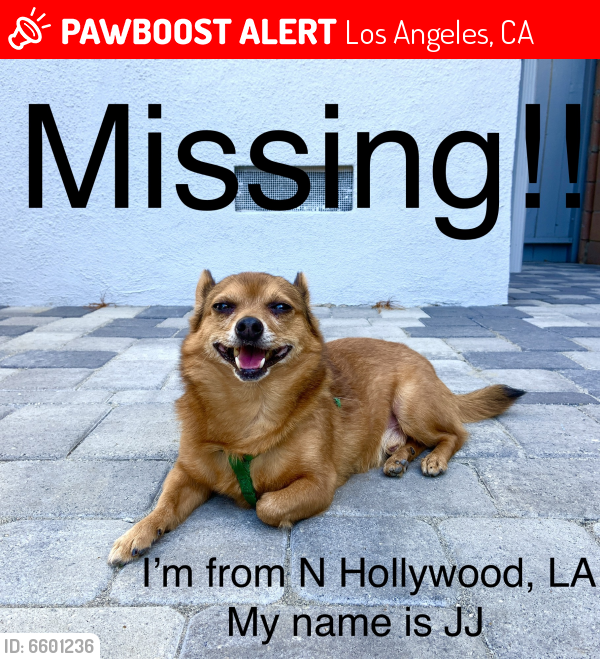 Lost Male Dog last seen N Hollywood, Los Angeles, CA 91601