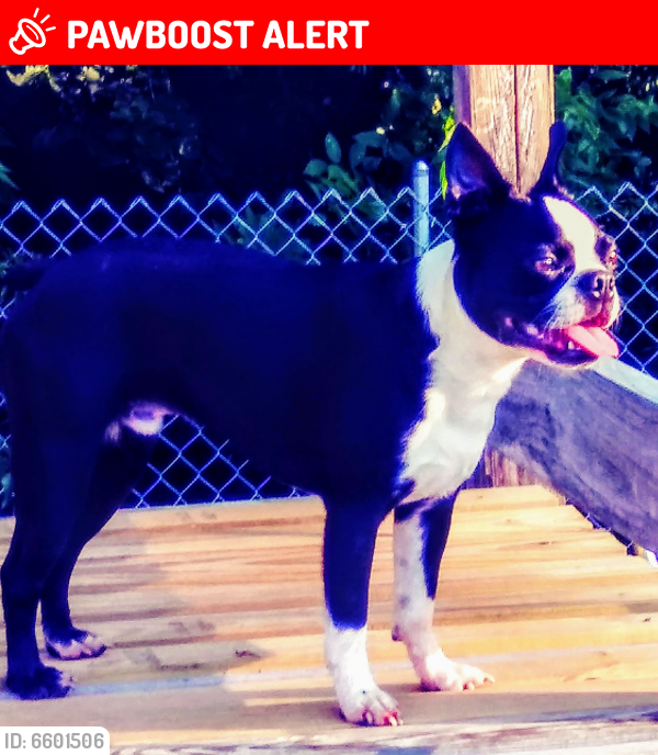 Lost Male Dog last seen West Courthouse Road and Crewe Water Treatment Plant, Nottoway Court House, VA 23930