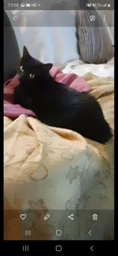 Lost Male Cat last seen Yorkshire avenue, turnberry cres, wilderness trail area , Mississauga, ON L4Z