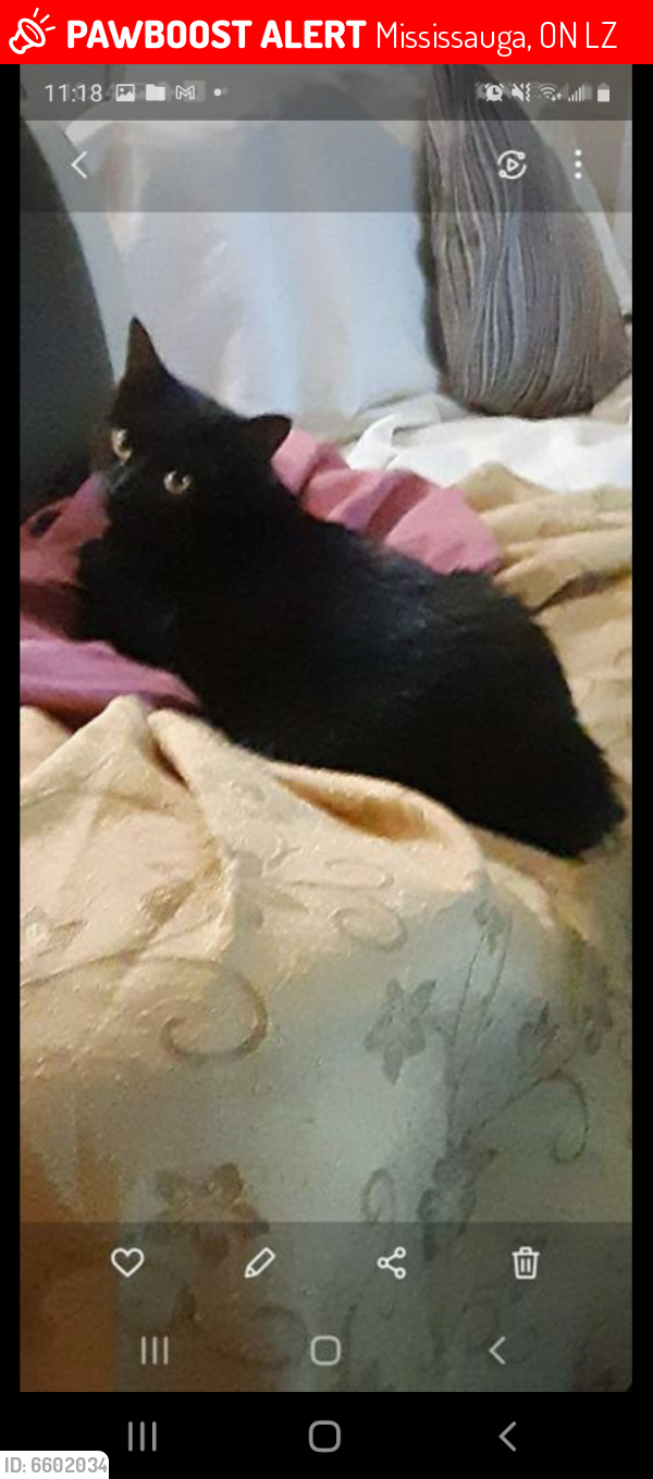 Lost Male Cat last seen Yorkshire avenue, turnberry cres, wilderness trail area , Mississauga, ON L4Z