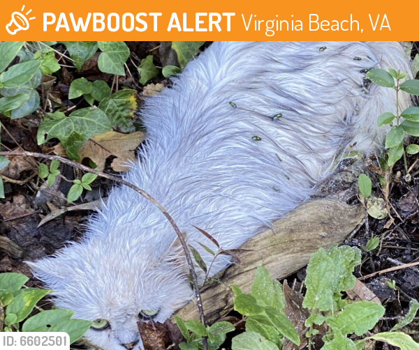 Rehomed Male Cat last seen Bay Breeze Cove, Virginia Beach, VA 23454
