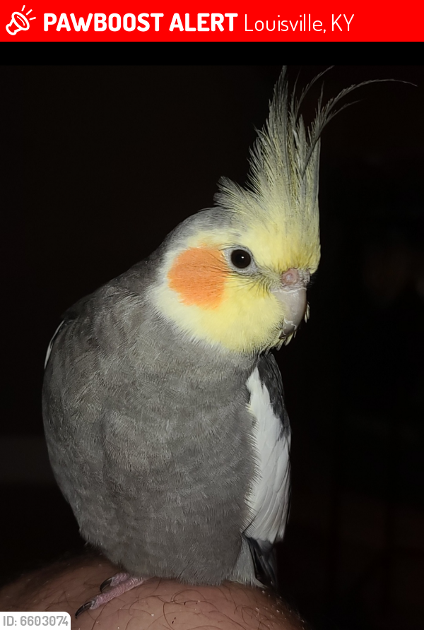Lost Male Bird last seen Curran Road and Ribble Road, Louisville, KY 40205