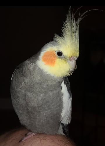 Lost Male Bird last seen Curran Road and Ribble Road, Louisville, KY 40205