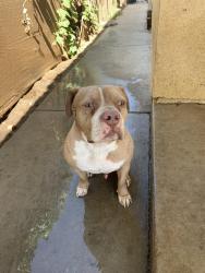 Lost Male Dog last seen Near Madison, Riverside, CA 92504