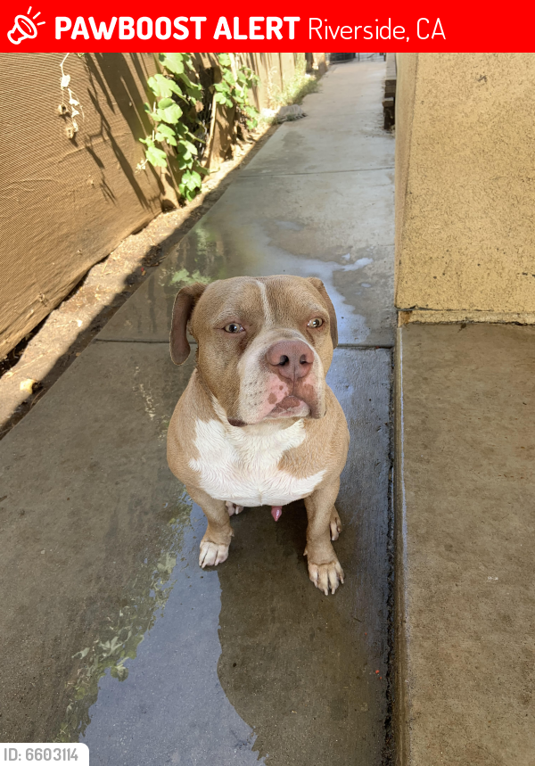 Lost Male Dog last seen Near Madison, Riverside, CA 92504