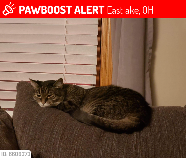 Lost Female Cat last seen Lakeshore BLVD , Eastlake, OH 44095