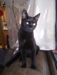 Lost Male Cat last seen Near aldercroft heights rd, los gatos, ca, Los Gatos, CA 95033