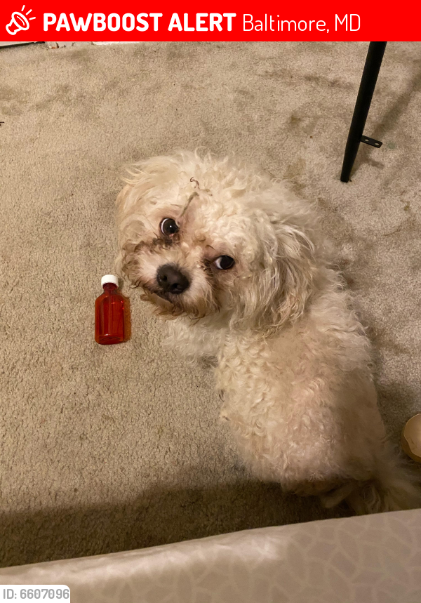 Lost Male Dog in Baltimore, MD 21229 Named Polo (ID 6607096) PawBoost