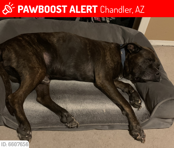 Lost Male Dog last seen Alma School and Warner, Chandler, AZ 85225