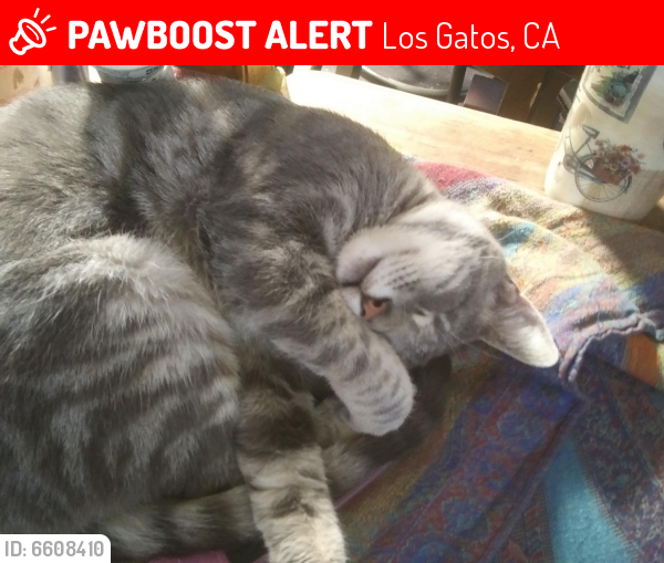 Lost Female Cat last seen Near aldercroft heights rd, los gatos, ca, Los Gatos, CA 95033
