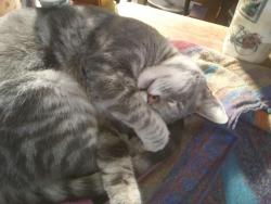 Lost Female Cat last seen Near aldercroft heights rd, los gatos, ca, Los Gatos, CA 95033