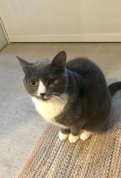 Lost Female Cat last seen Near Shale Creek Drive, Durham NC 27703, Durham, NC 27703