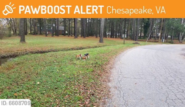 Found/Stray Unknown Dog last seen Beaver Dam Rd, Chesapeake, VA , Chesapeake, VA 23322