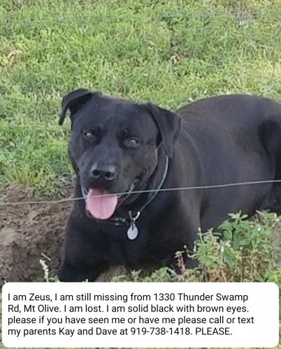 Lost Male Dog last seen Harrell's hill road, hwy 55, Mount Olive, NC 28365