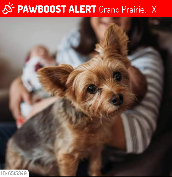 Lost Male Dog last seen Sunnyvale rd/ duncan perry, Grand Prairie, TX 75050