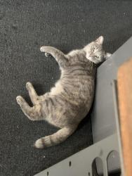 Reunited Female Cat last seen Near Wingo St, Arleta, CA 91331, USA, Los Angeles, CA 91331