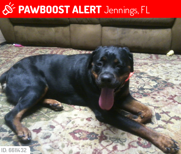 Lost Female Dog last seen Jennings Polls Location, Jennings, FL 32053