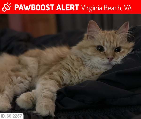Lost Female Cat last seen Chimney hill/campion, Virginia Beach, VA 23456
