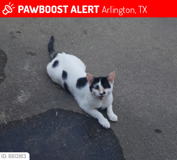 Lost Male Cat last seen Woodside Dr., Arlington, TX 76016