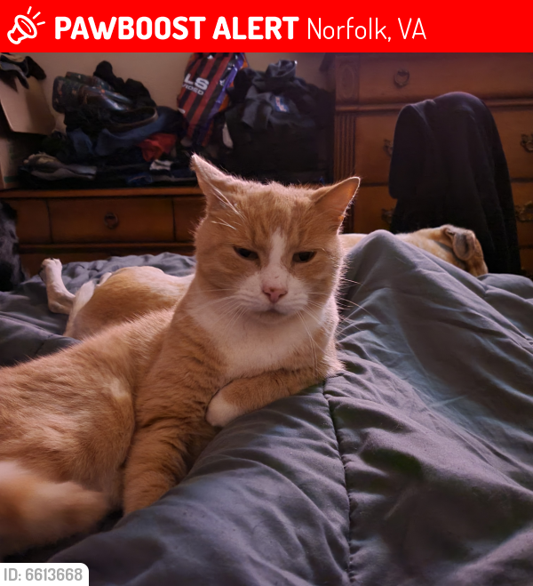 Lost Male Cat last seen Fontaine Ave, Norfolk, VA 23502