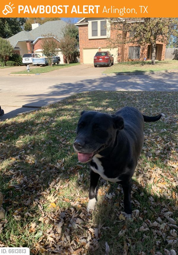 Rehomed Female Dog last seen Meadow Glen and Springleaf, Arlington, TX 76018