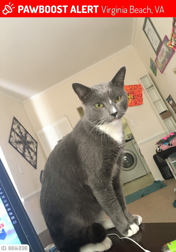 Lost Male Cat last seen Seaboard and General booth , Virginia Beach, VA 23456