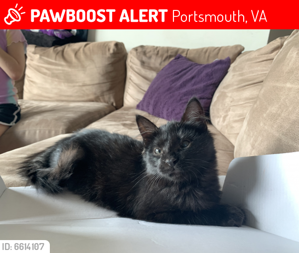 Lost Female Cat last seen Effingham st. And Crawford st. across from naval hospital, Portsmouth, VA 23704