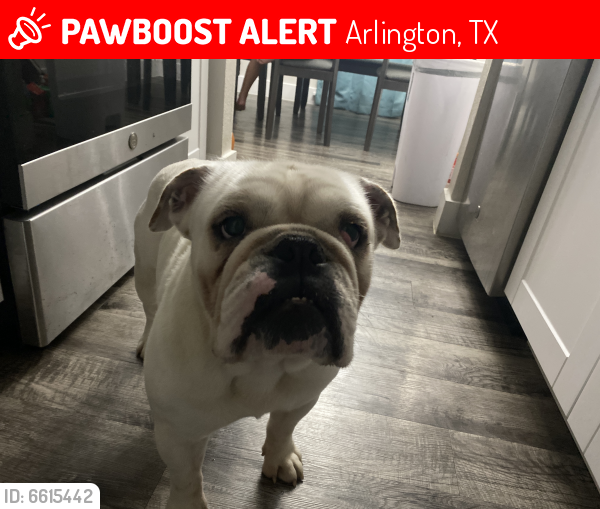 Lost Male Dog last seen Sanford, Arlington, TX 76011