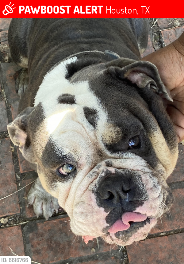 Lost Male Dog last seen Wuthering Heights, Houston, TX 77045