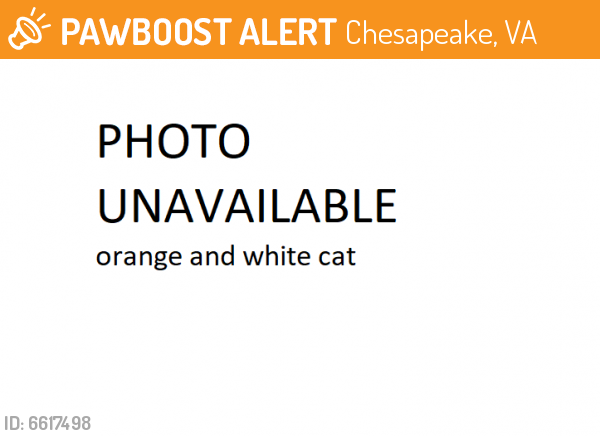 Found/Stray Male Cat last seen providence rd and paramount ave, Chesapeake, VA 23325