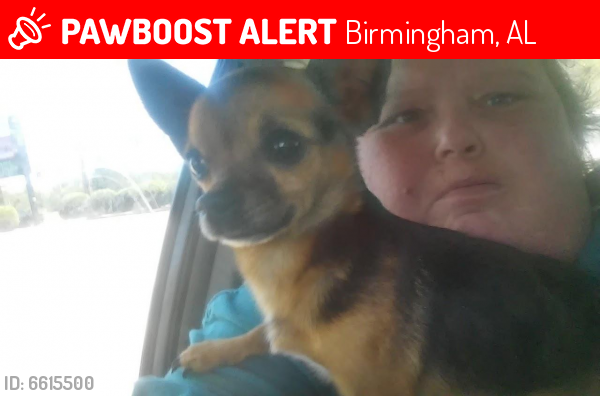Lost Male Dog last seen Pinson valley Mobile Home Park, Birmingham, AL 35215